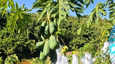 চাকরির পিছু না ছুটে পেঁপে চাষে স্বাবলম্বী রেম্রাচাই