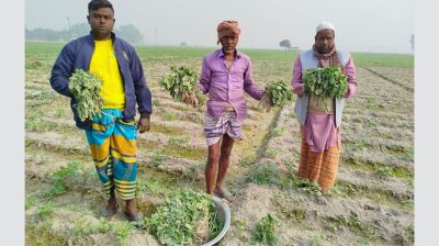 আলু ক্ষেতের সঙ্গে এ কেমন শত্রুতা!