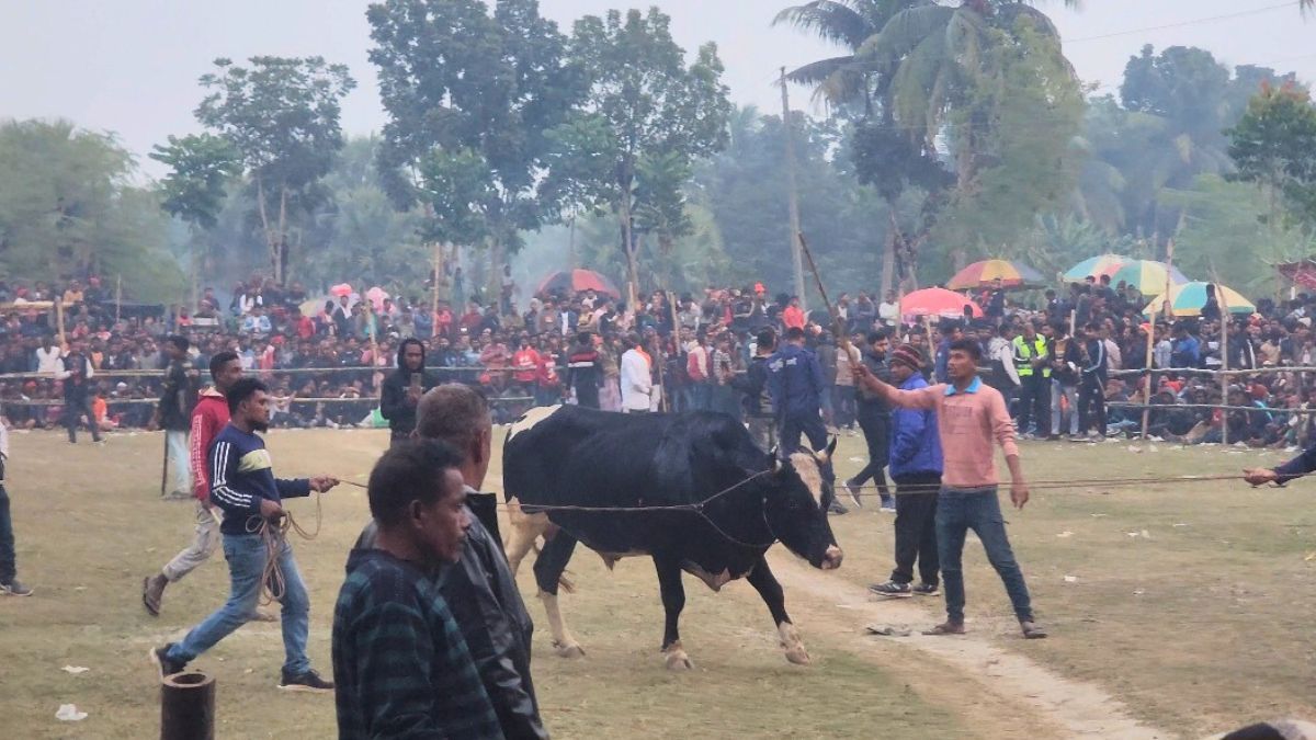 নড়াইলে ঐতিহ্যবাহী ষাঁড়ের লড়াই দেখতে দর্শনার্থীদের উপচে পড়া ভিড়