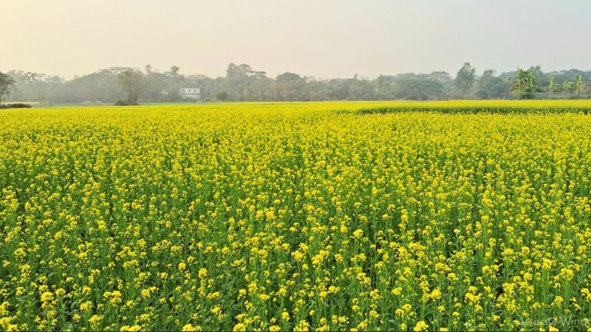 মুন্সীগঞ্জে সরিষা আবাদে রেকর্ড, হলুদে ছেয়ে গেছে মাঠ