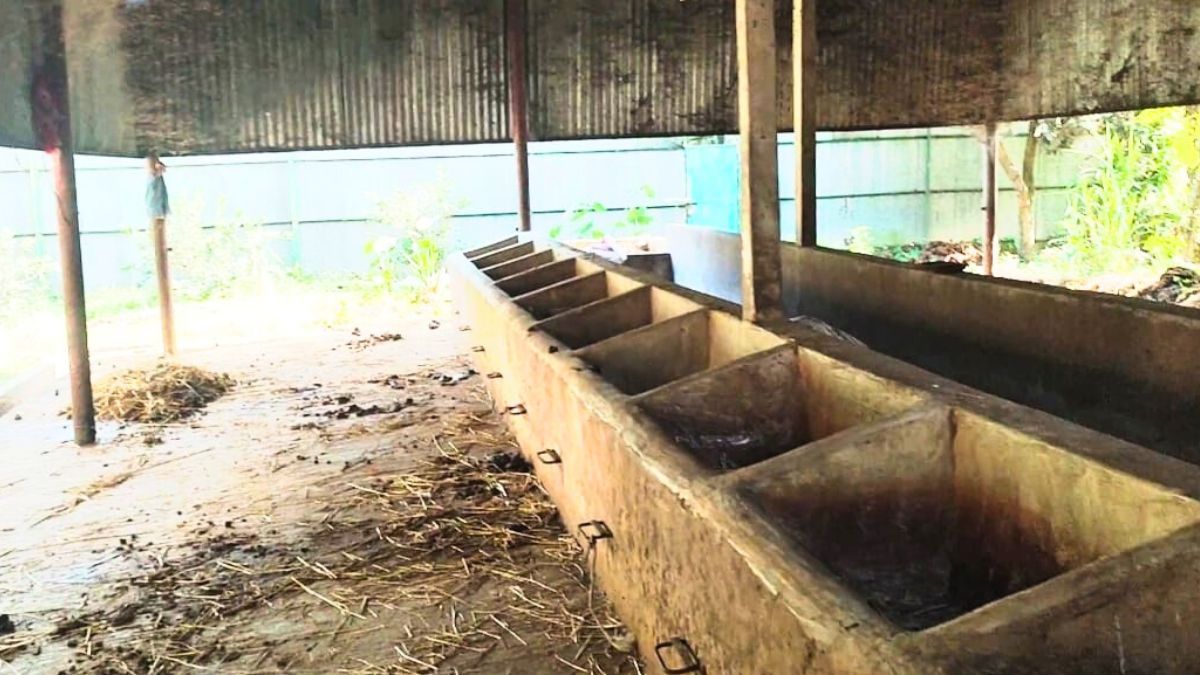 সীতাকুণ্ডে গরুর খামারে সশস্ত্র ডাকাতি, ১২টি গরু লুট