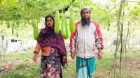 শ্রীপুরে লাউ চাষে কৃষক দম্পতির ভাগ্যবদল