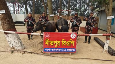 নওগাঁ সীমান্তে ভারতীয় ২ টি মহিষ উদ্ধার করেছে ১৬ বিজিবি