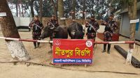 নওগাঁ সীমান্তে ভারতীয় ২ টি মহিষ উদ্ধার করেছে ১৬ বিজিবি