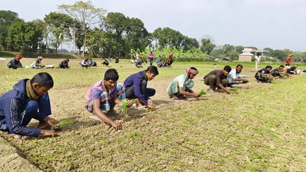 কুমারখালীতে পেঁয়াজ চাষে সাড়া, সারের অস্বাভাবিক দামে বিপাকে চাষিরা
