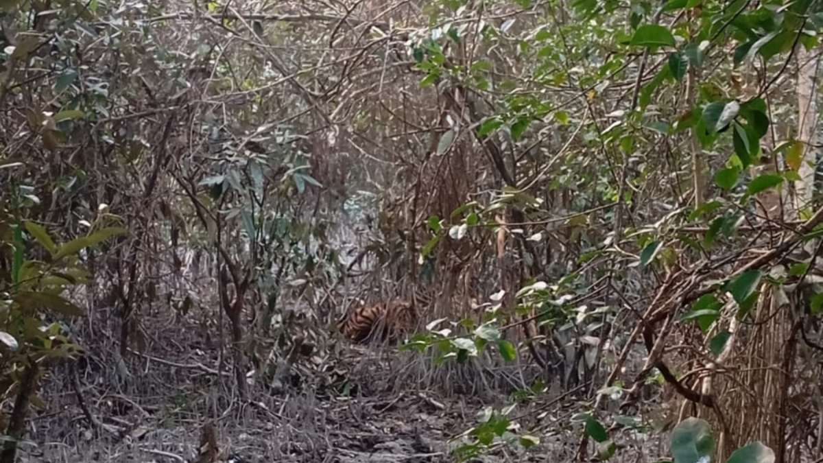 সুন্দরবনে হরিণ শিকারের ফাঁদে আটকা পড়েছে বাঘ