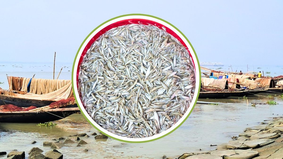 শীত মৌসুমে মেঘনায় পোনা নিধনের মহোৎসব