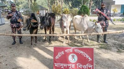 চাঁপাইনবাবগঞ্জ সীমান্তে ভারতীয় ১৬টি গরু জব্দ