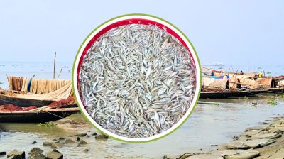 শীত মৌসুমে মেঘনায় পোনা নিধনের মহোৎসব