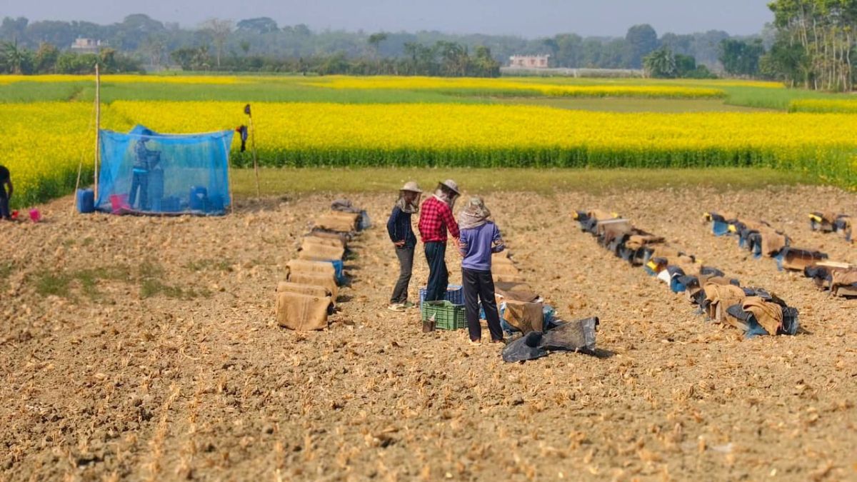মৌমাছি পালনে বাড়তি লাভ, সরিষার ফলনেও ইতিবাচক প্রভাব