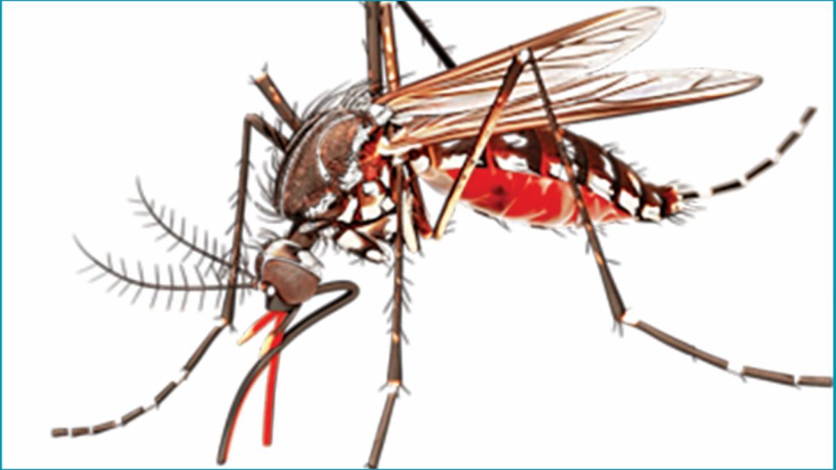 মশা নিধনে ব্যর্থতা : ডেঙ্গুর ভোগান্তি ও নাগরিকের আইনগত অধিকার