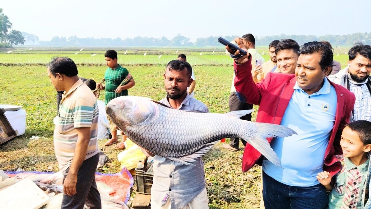 বিনিরাইলের জামাই মেলা : জামাই-শ্বশুরের বড় মাছ কেনার প্রতিযোগিতা
