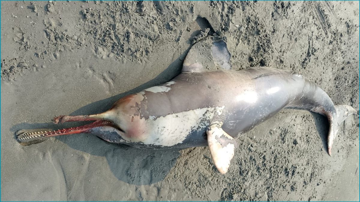 কুয়াকাটা সৈকতে আবারও মৃত ডলফিন