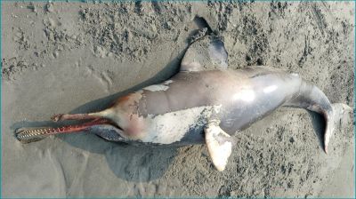 কুয়াকাটা সৈকতে আবারও মৃত ডলফিন