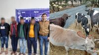 আশুলিয়ায় ডাকাত সন্দেহে গ্রেপ্তার ৪, গরু-ট্রাক জব্দ