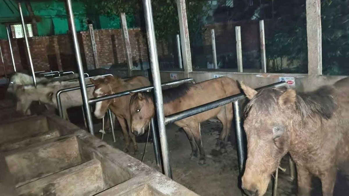 খামারে জবাই হতো ঘোড়া, মাংসসহ ১১টি জীবিত উদ্ধার