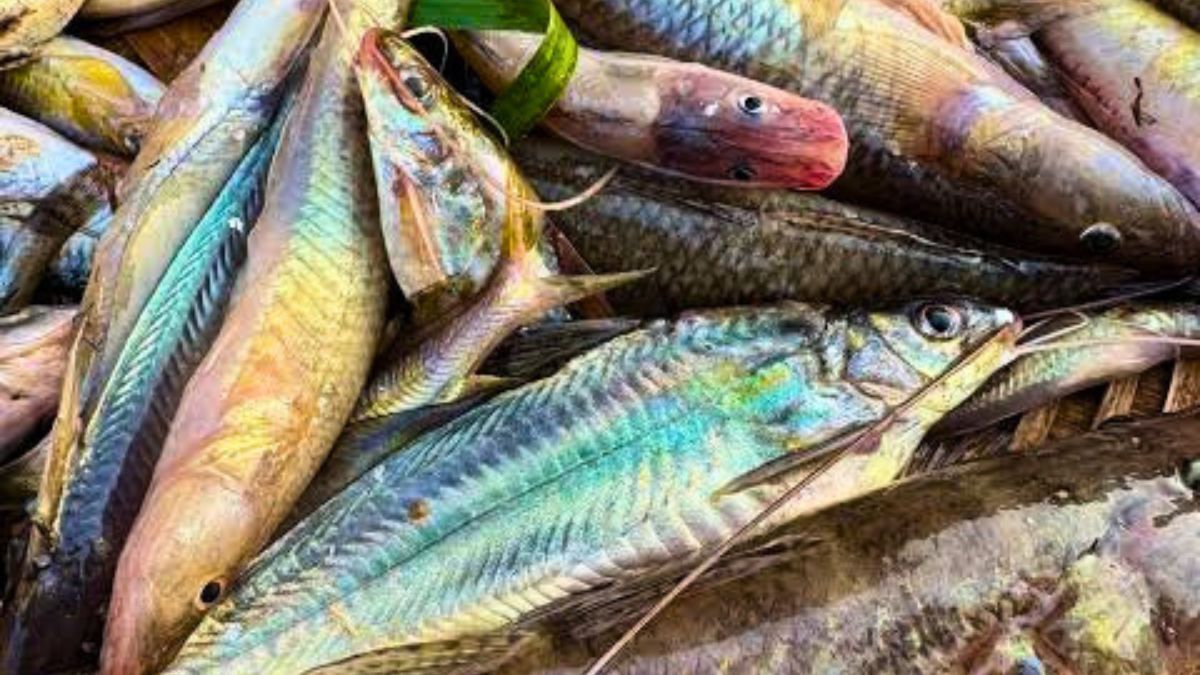 হাওরের দেশি মাছের স্বর্গ নিকলীর নতুন বাজার