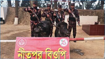 নওগাঁয় বিজিবির অভিযানে ২টি ভারতীয় মহিষ জব্দ