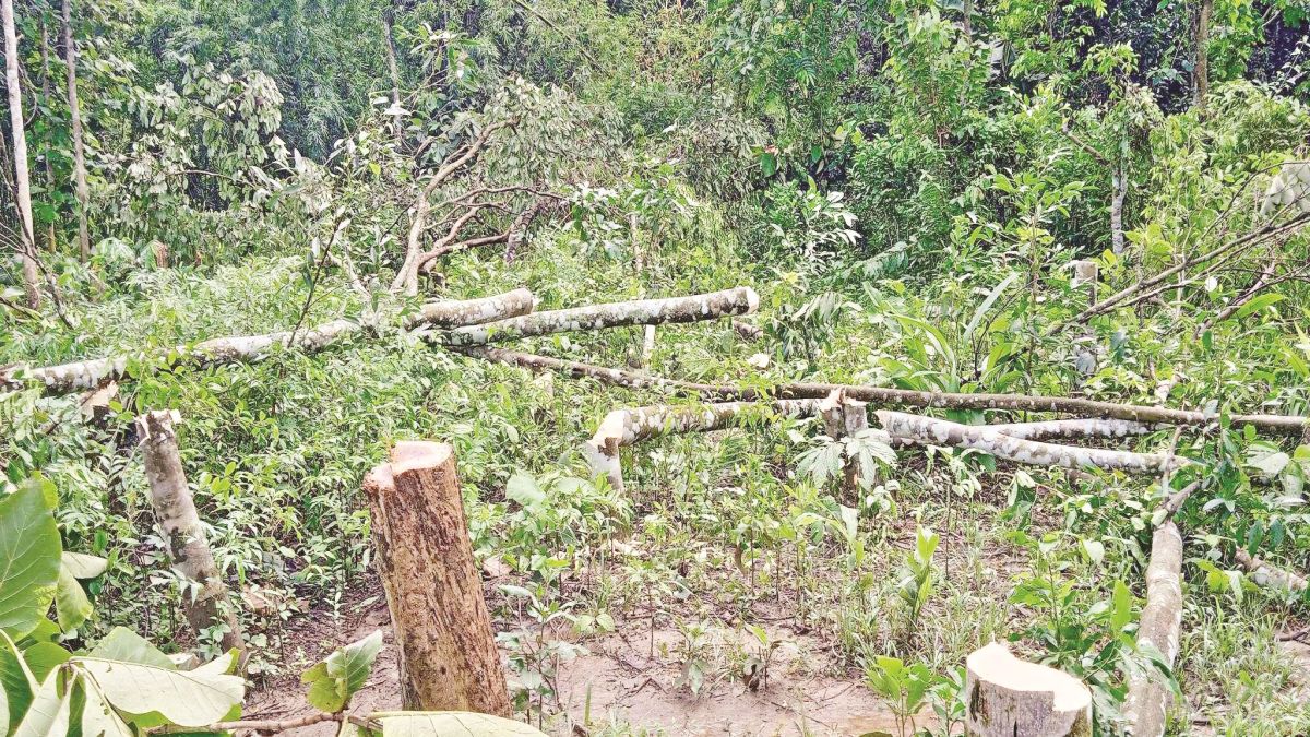 ফলজ গাছ কেটে কৃষকের সর্বনাশ   অপরাধীর শাস্তিতে কোন ছাড় নয়