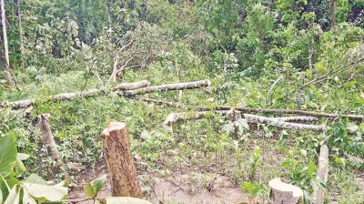 ফলজ গাছ কেটে কৃষকের সর্বনাশ   অপরাধীর শাস্তিতে কোন ছাড় নয়