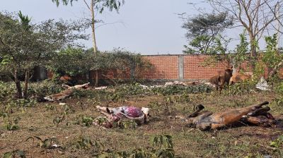 রূপগঞ্জে ৯টি ঘোড়া জবাই,  ১১টি জীবিত উদ্ধার