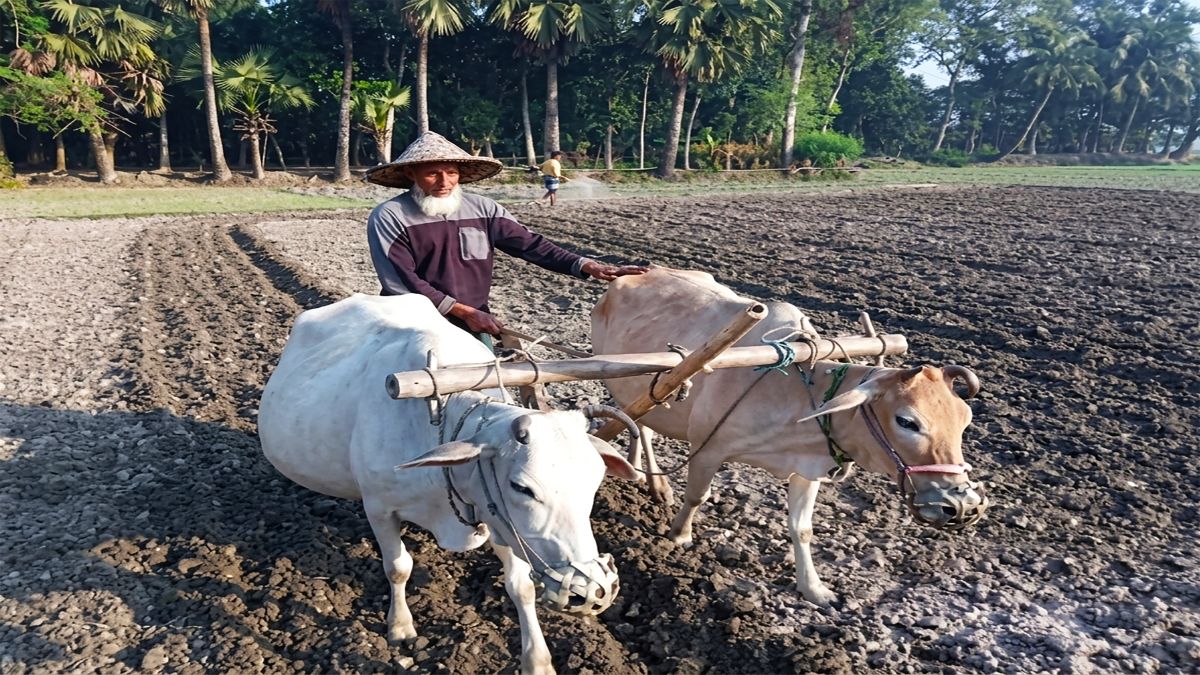 যান্ত্রিকতার ছোঁয়ায় কৃষিতে ঐতিহ্য  হারাচ্ছে গরুর হালচাষ