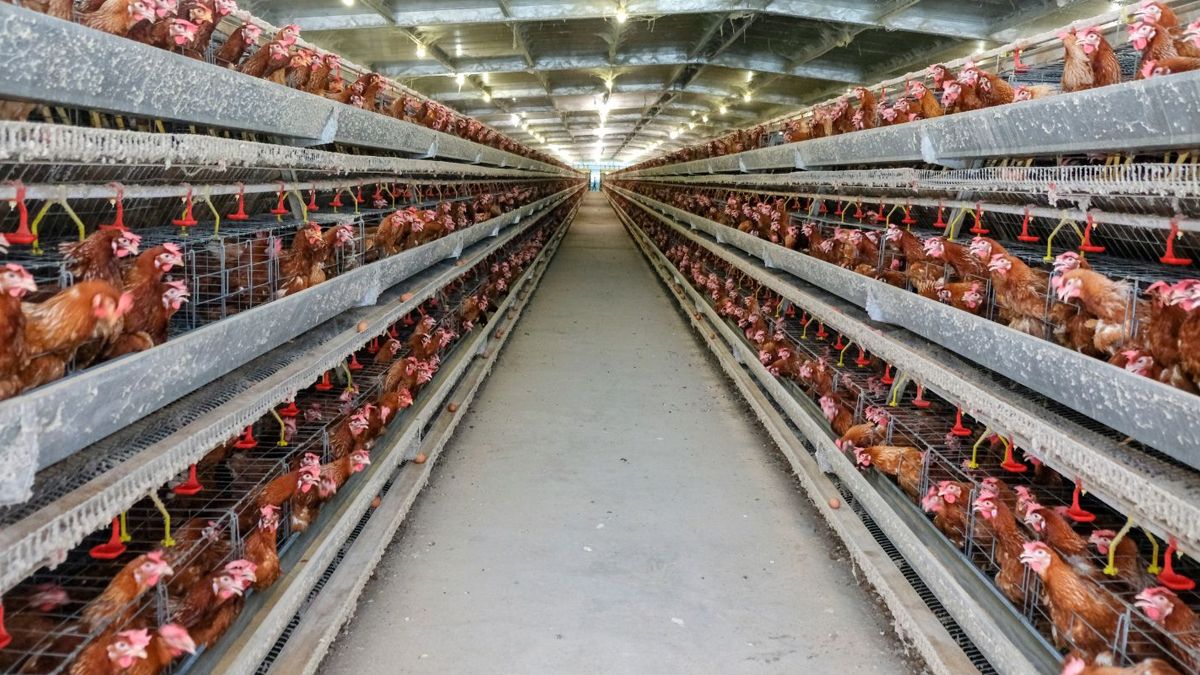 শিল্পপতিদের চাপে যুক্তরাজ্যে বাড়ছে ‘মেগা ফার্ম’