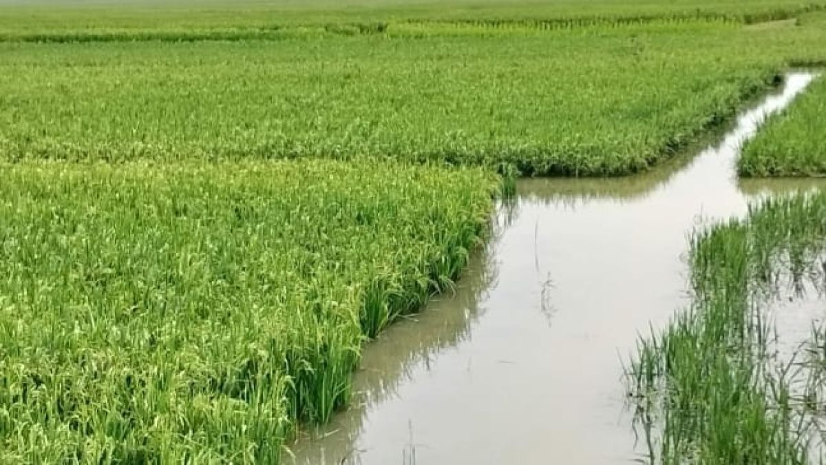 পানিতে তলিয়ে যাচ্ছে কৃষকের বোরো ফসল