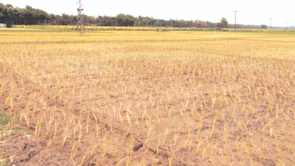 কুষ্টিয়ায় ডিজেল সংকটে বোরো ধান চাষে বিপাকে চাষিরা