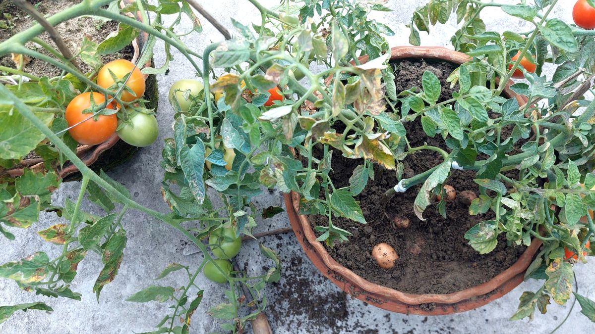 বীরগঞ্জে একই গাছে আলু-টমেটো