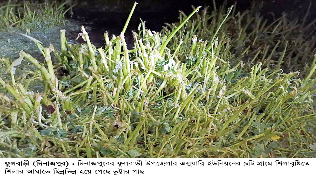 ফুলবাড়ীতে শিলাবৃষ্টিতে আম  লিচু ও ধানের ব্যাপক ক্ষতি