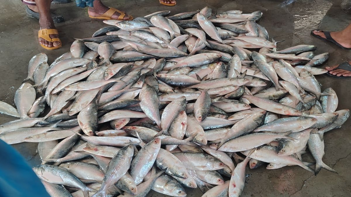 ইলিশ সংকটে দেশের দ্বিতীয় বৃহত্তম  মৎস্য অবতরণ কেন্দ্র