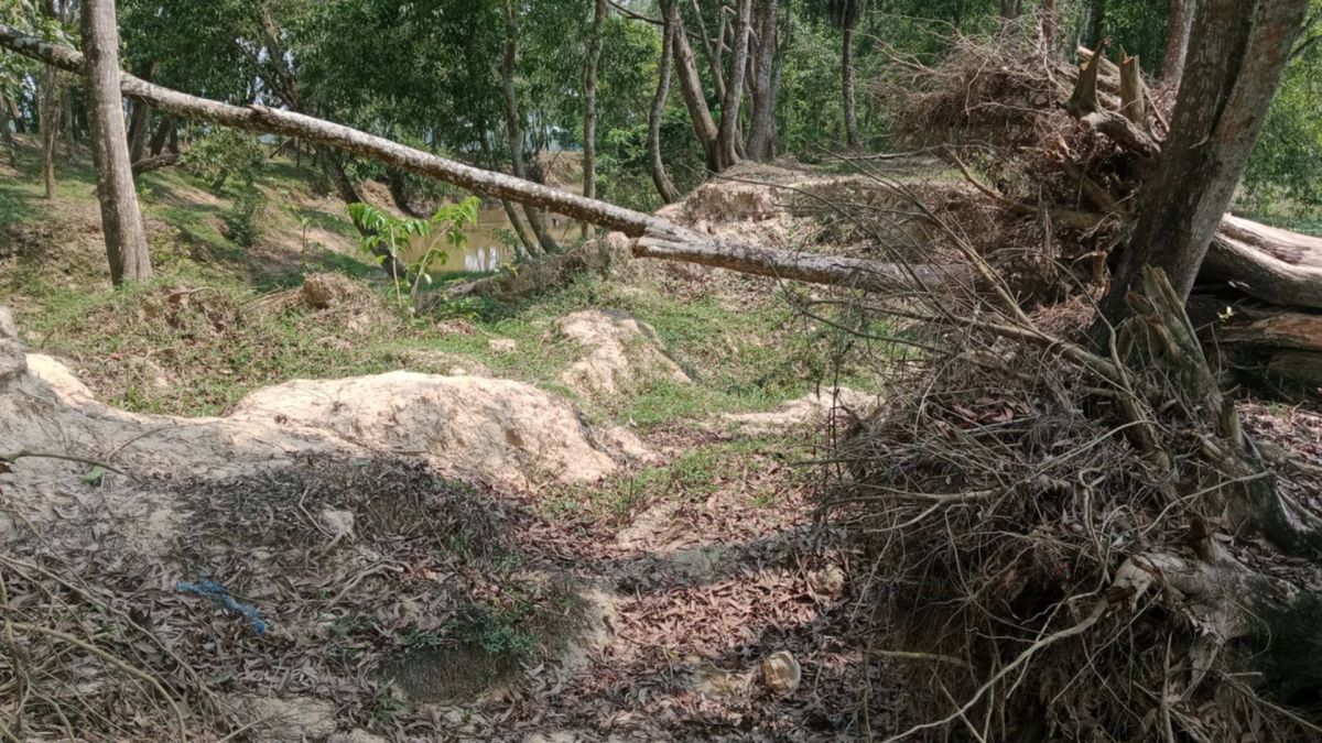 ফেনীর পরশুরামে মেরামত হয়নি বেড়িবাঁধ  বৃষ্টি হলেই বন্যার আশঙ্কা