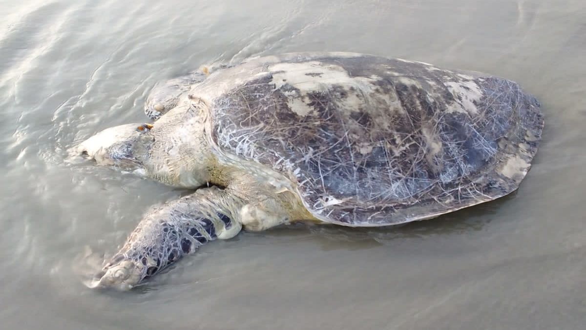 কুয়াকাটার সৈকতে ফের ভেসে এলো   ৪০ কেজি ওজনের কচ্ছপ