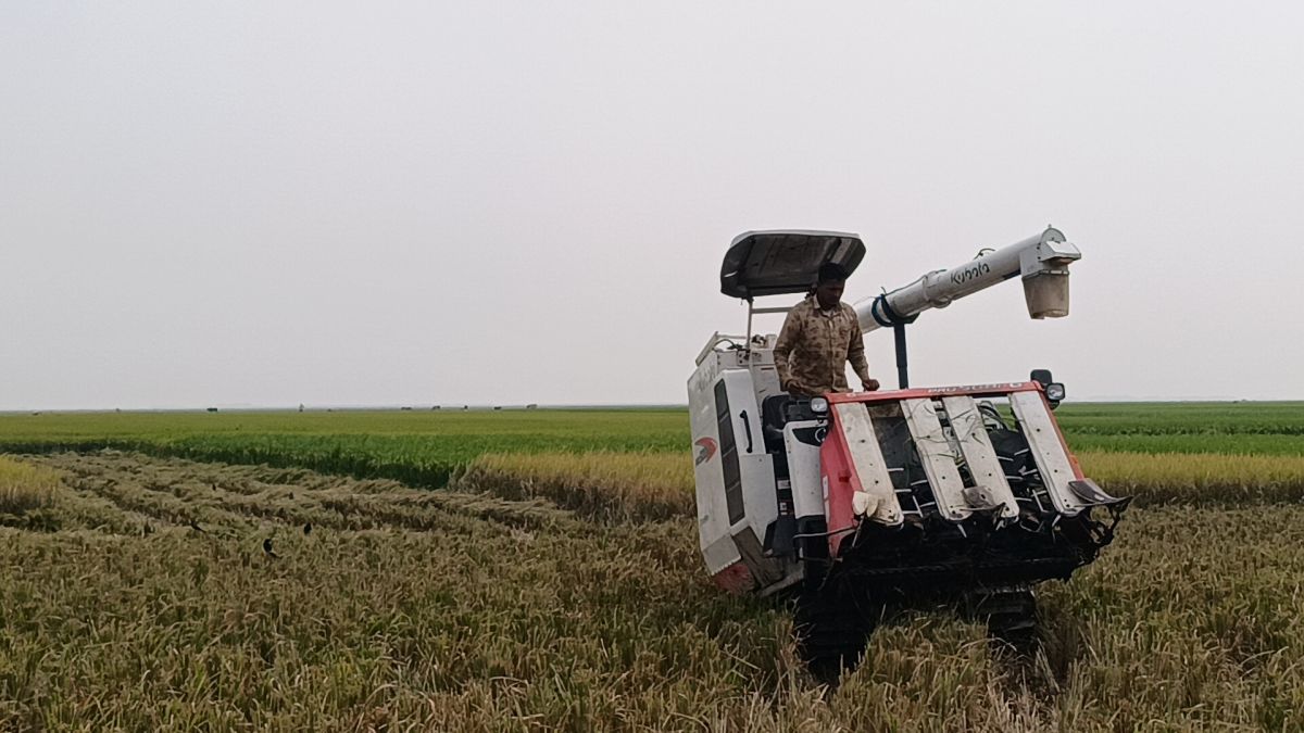 তাহিরপুরে ধানের বাম্পার ফলন, হাওরজুড়ে মাড়াইয়ের কাজ শুরু