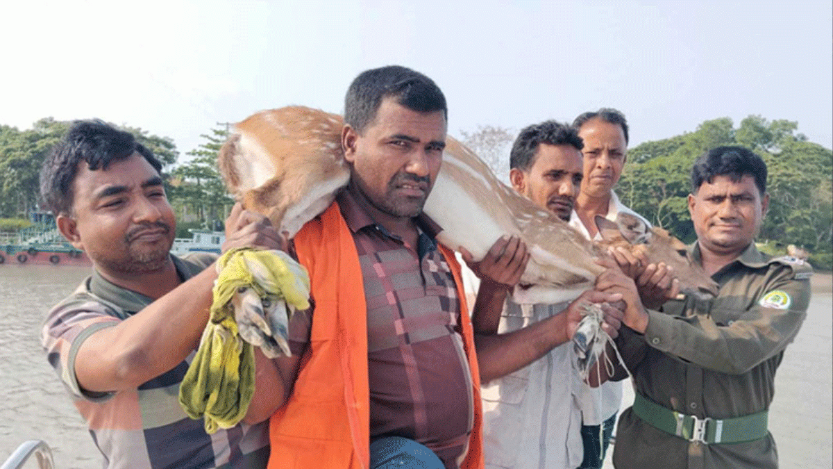 বাগেরহাটে লোকালয়ে চিত্রা হরিণ, নিরাপদ পরিবেশে অবমুক্ত