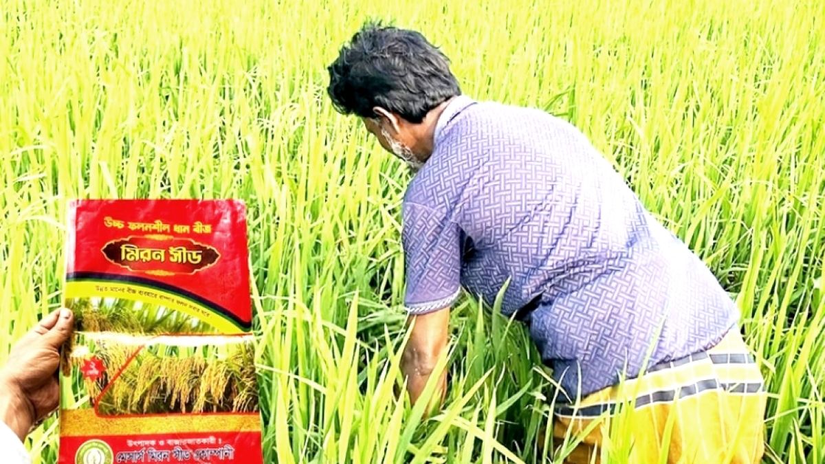 নকল বীজের ফাঁদে ঝিনাইগাতীর দেড় শতাধিক কৃষক