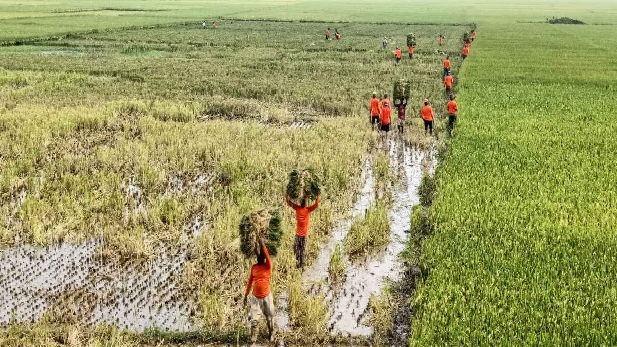 সুনামগঞ্জে পাকা ধান দ্রুত  কাটার আহ্বান পাউবোর