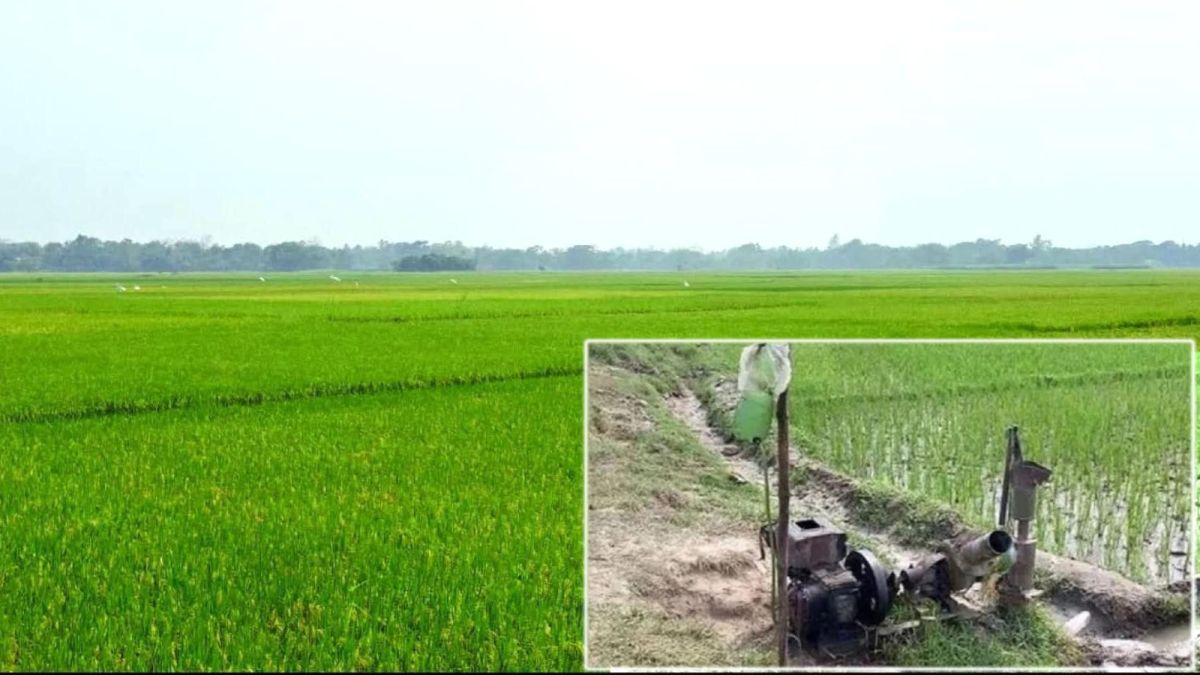 ফেনীতে পানির অভাবে ক্ষতির মুখে ইরি-বোরো