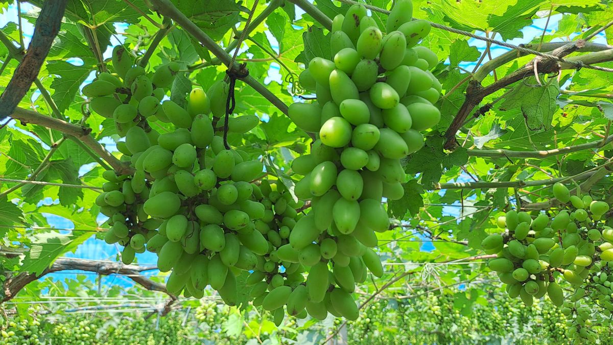 ছাদ বাগানের আঙুর ফল খেয়ে সফল উদ্যোক্তা