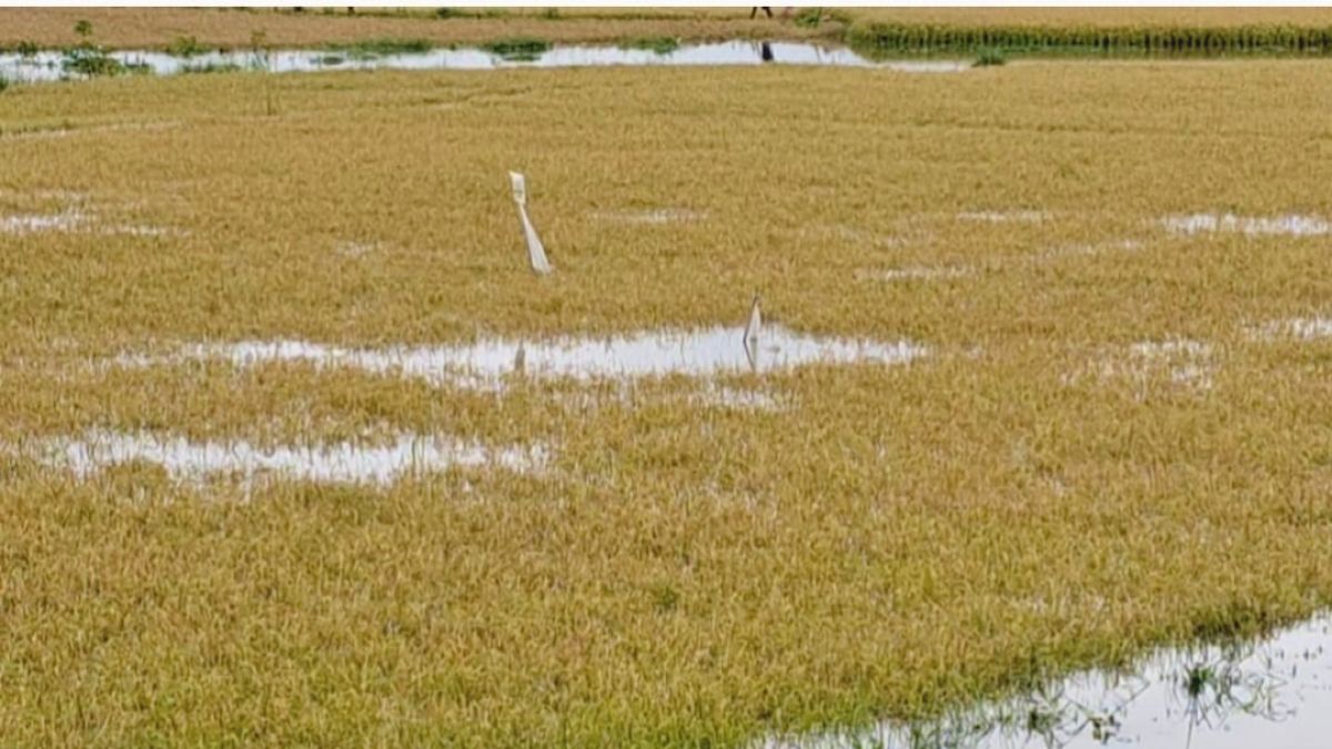 হবিগঞ্জে তলিয়ে যাচ্ছে বোরো  ধানের কৃষকের স্বপ্ন