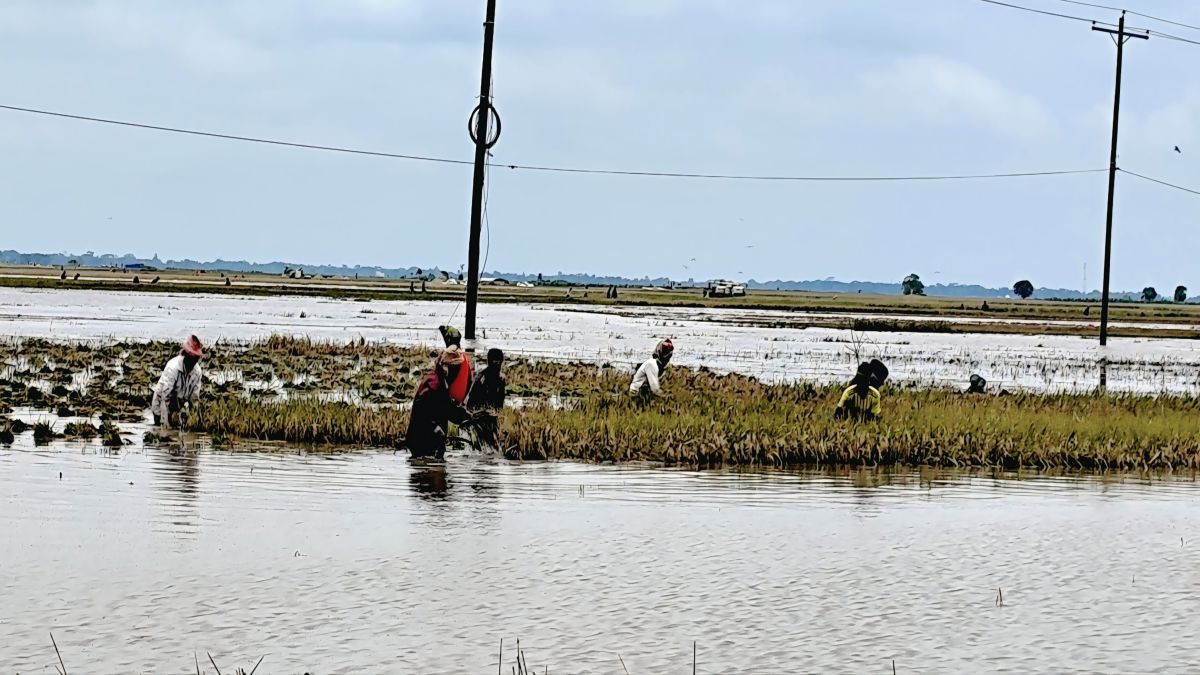 নেত্রকোনায় কৃষকের যেন  দুর্যোগের  শেষ  নেই