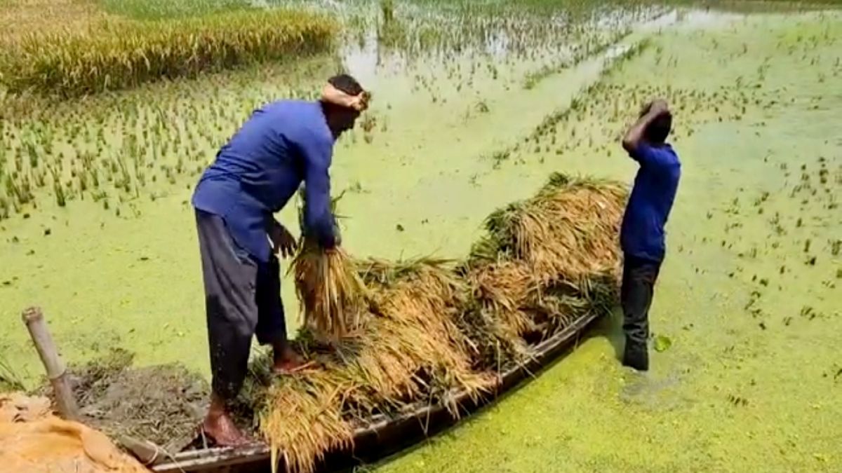 ঝড়ের আশঙ্কা আর শ্রমিক সংকটে বিপাকে কৃষক