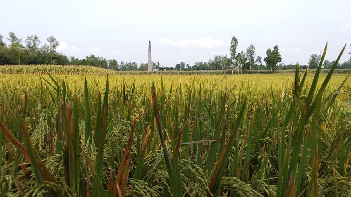 ‎মিঠাপুকুরে ইট ভাটার ধোঁয়ায় ধ্বংসের মুখে ফসল ও পরিবেশ