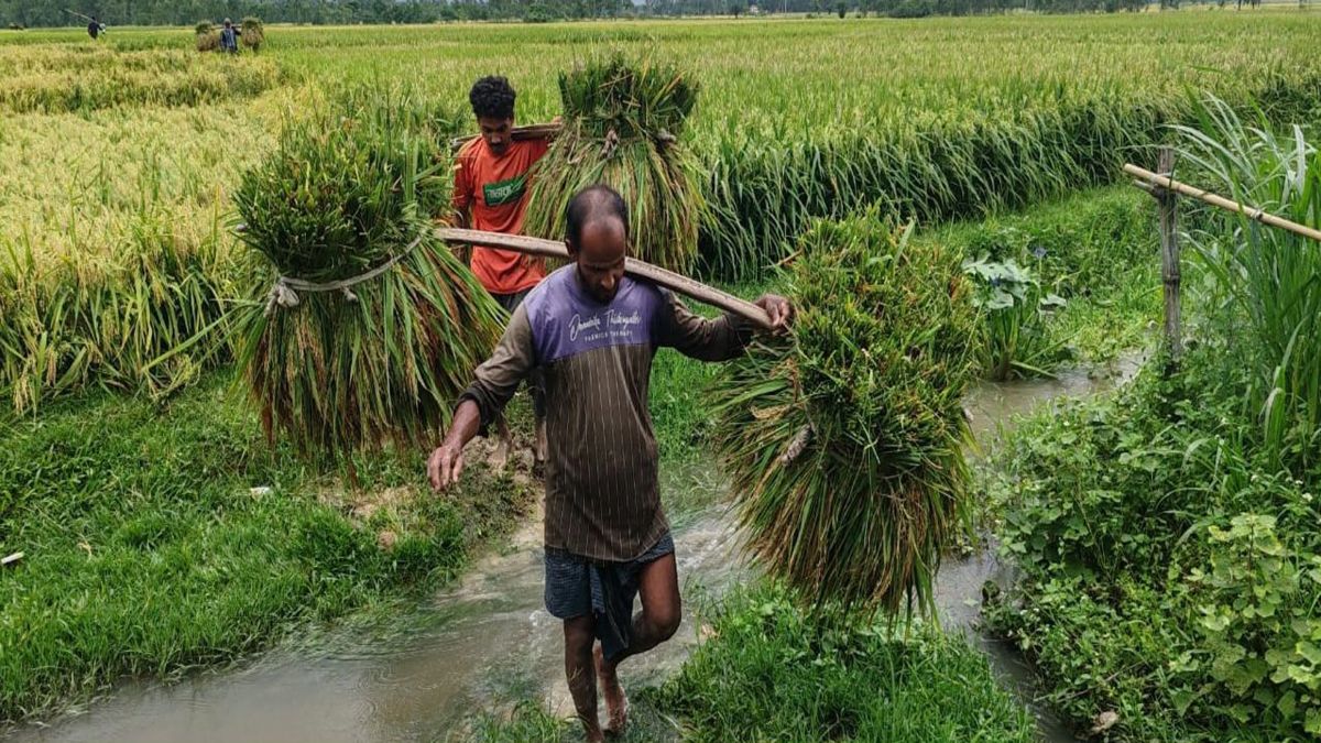 ফুলবাড়ীয় এক কৃষিশ্রমিকের মজুরি দেড় মণ ধানের দামের সমান