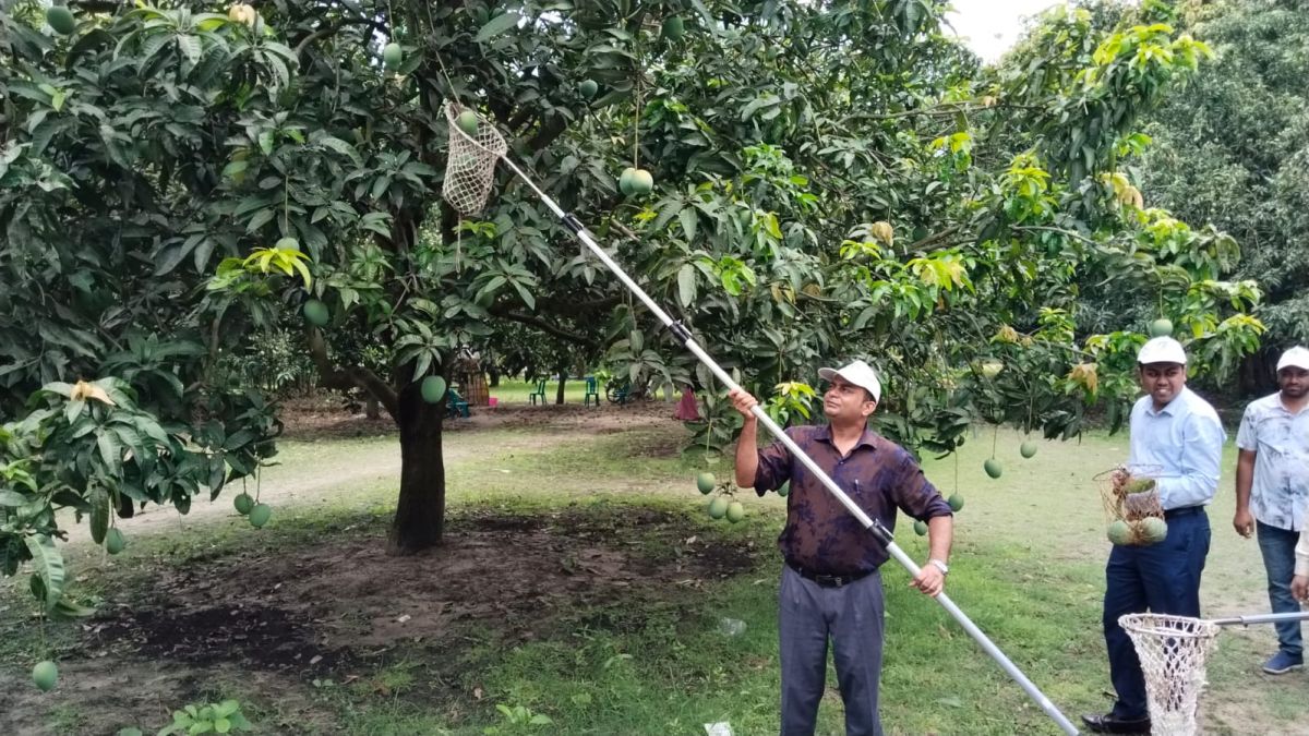 বাজারে সাতক্ষীরার গোপালভোগ  ও গোবিন্দভোগ আম