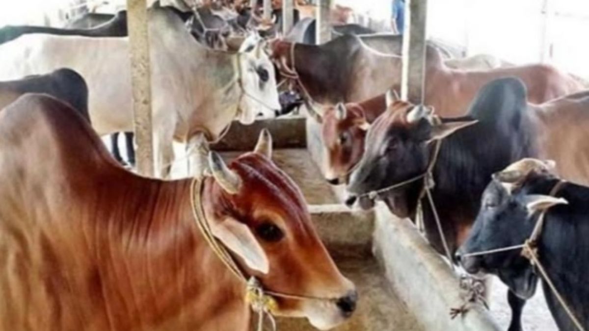 কুমিল্লা জেলায় কোরবানির পশু  চাহিদার চেয়ে বেশি