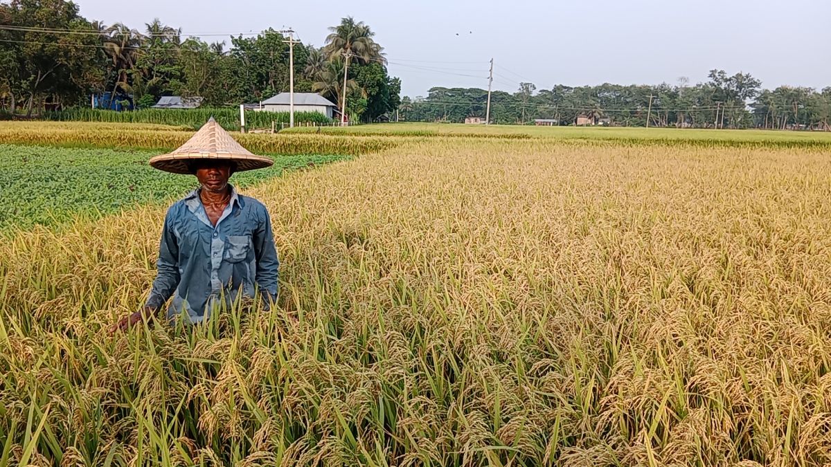 শালিখায় বোরো ধানের বাম্পার ফলন, কৃষকের মুখে হাসি