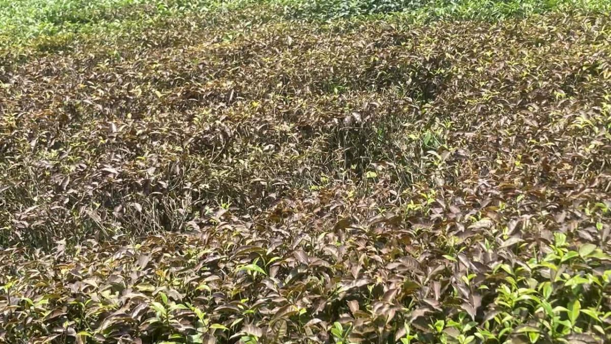 রেড স্পাইডার ও লোডশেডিংয়ে  বিপর্যস্ত মাধবপুরের চা শিল্প