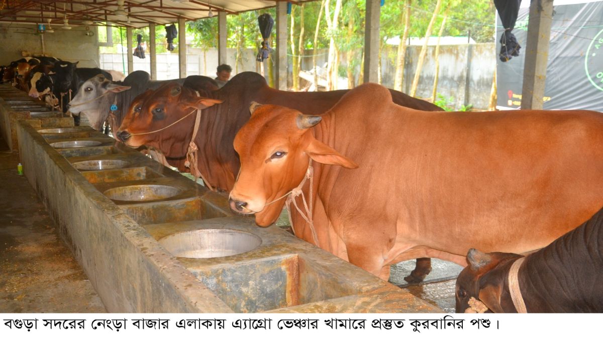 বগুড়ায় কুরবানির জন্য প্রস্তুত   লাখ ৪০ হাজার পশু